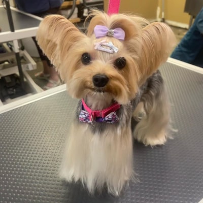 PET GROOMING