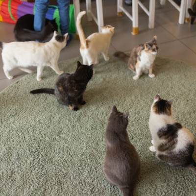 CATTERY